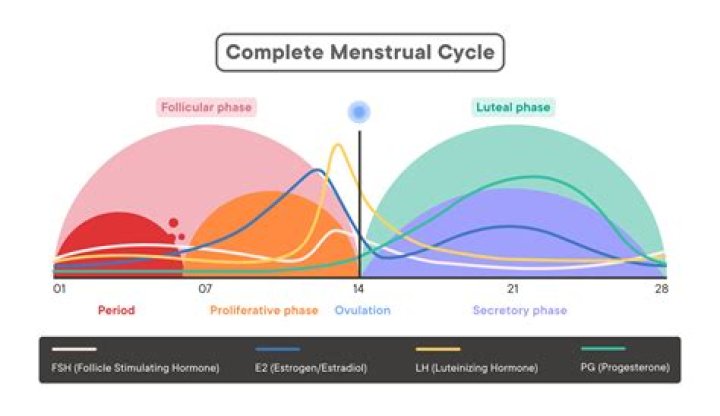Can fenugreek affect menstrual cycle?