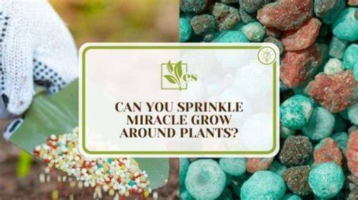 Can I just sprinkle miracle grow around plants?