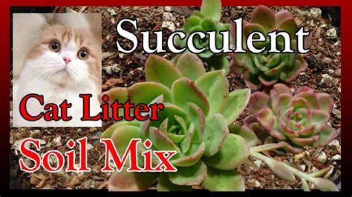 Can I put cat litter in soil?