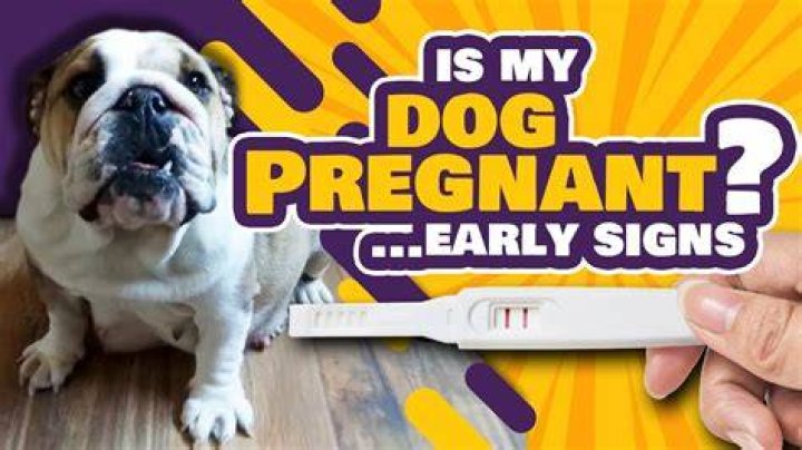 Can my dog tell if I'm pregnant?