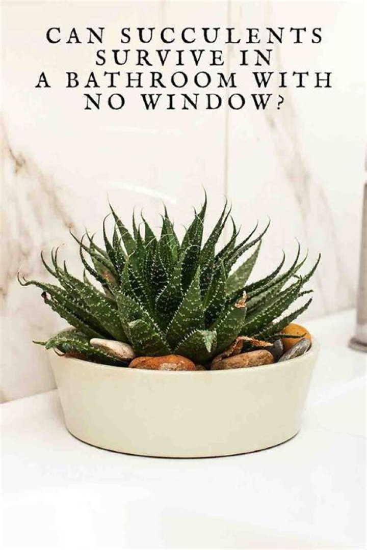 Can succulents survive in a room with no windows?