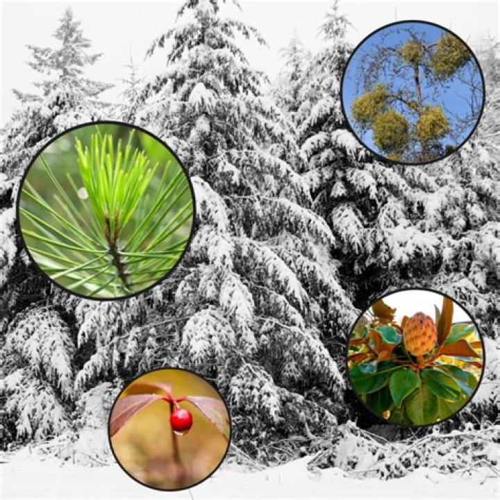 Does clover stay green in winter?