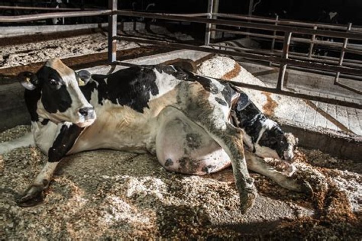 Does milking cows hurt them?