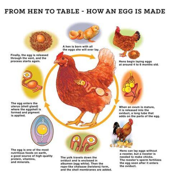 How do you relocate a chicken?