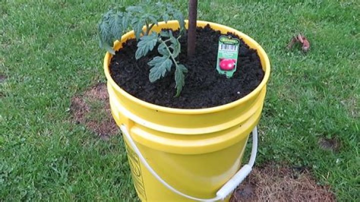 How many tomato plants can I put in a 5-gallon bucket?