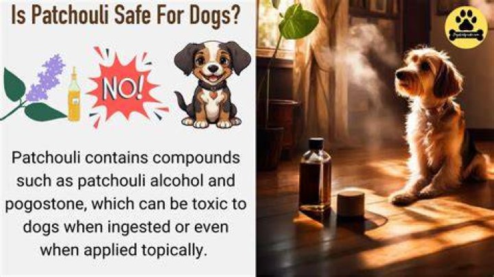 Is patchouli toxic to dogs?
