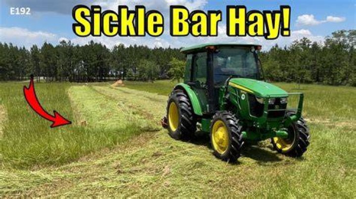 Should you cut hay with dew on it?