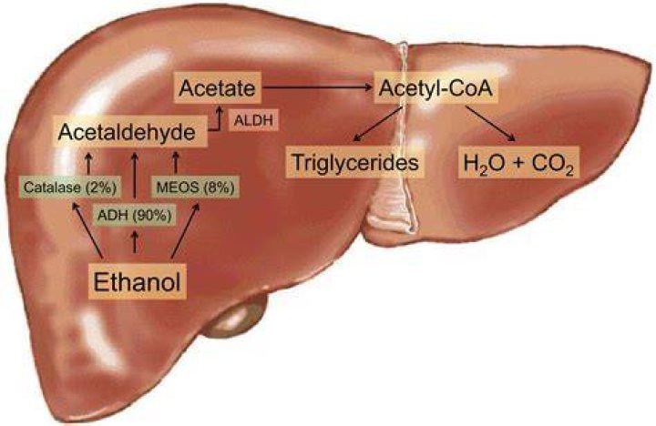 What alcohol is good for digestion?