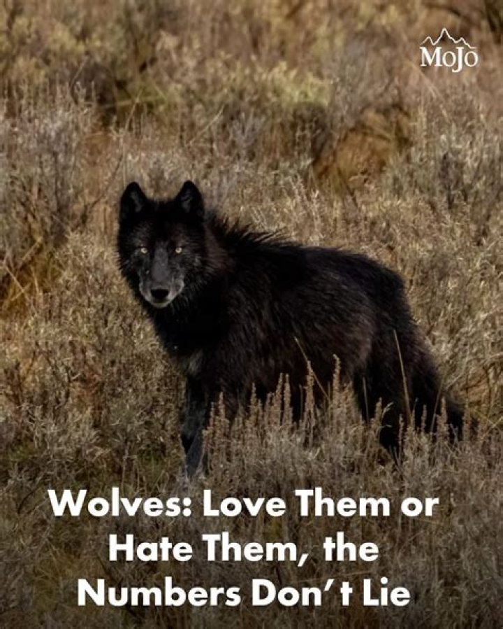 What do wolves hate?