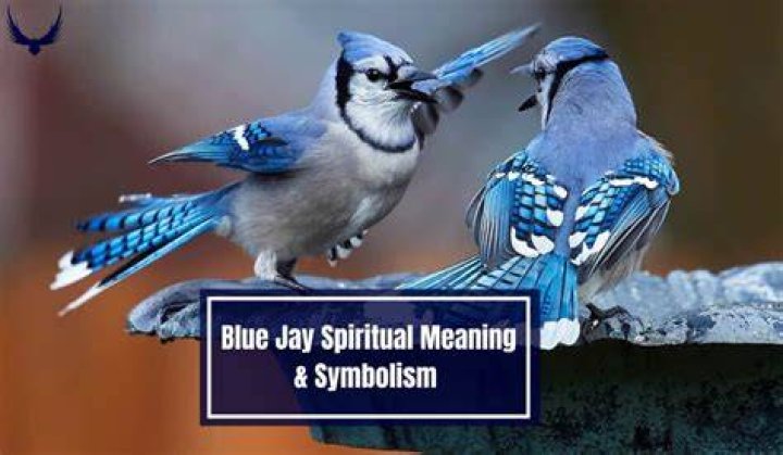 What does it mean when you see a blue jay after a death?