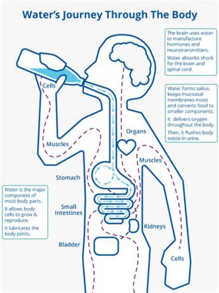 What does water do when you drink it?